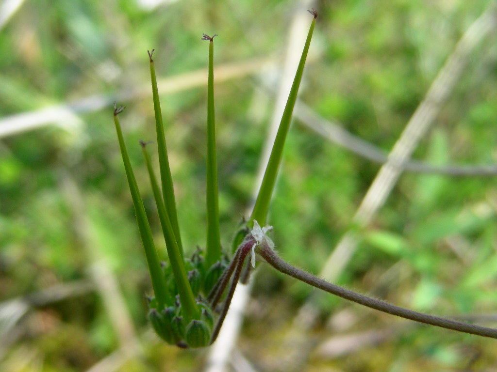 Erodium malacoides / Becco di gr malvaceo